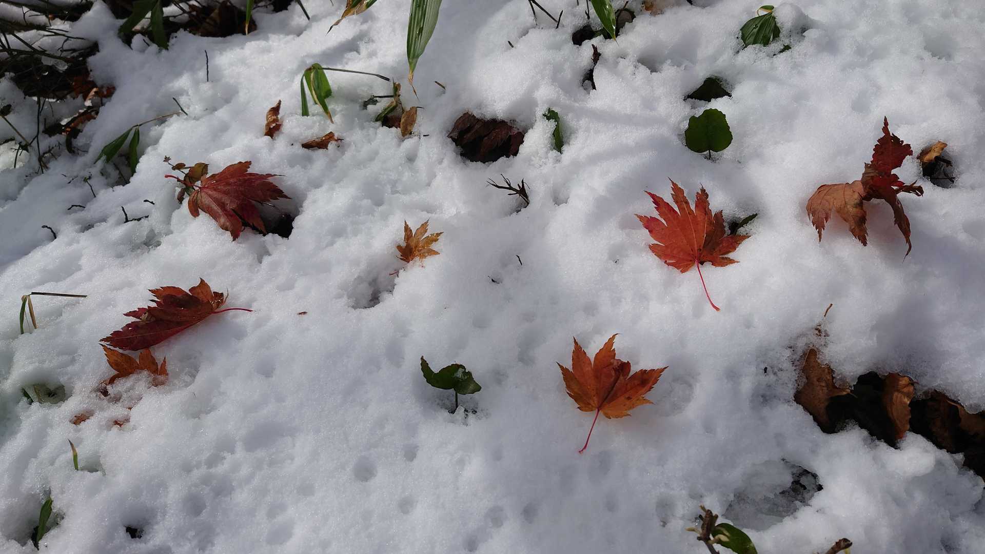 雪が降ってからの落葉
