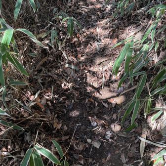 下山時の為に靴で落ち葉を掃除しておく😁