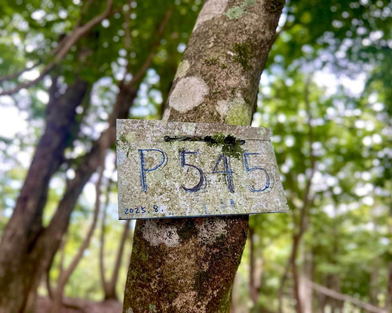 P545🚩を通過して▶️