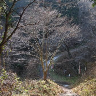 眺望コース、樹海コース分岐　少し雪が見える