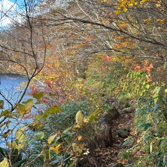 紅葉が美しい。