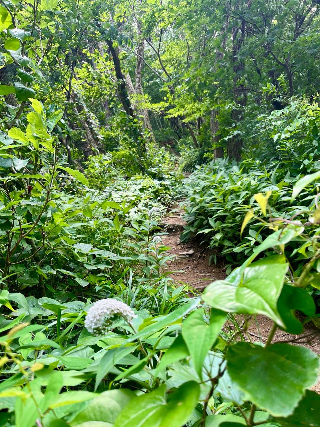 植物が元気な季節ですね