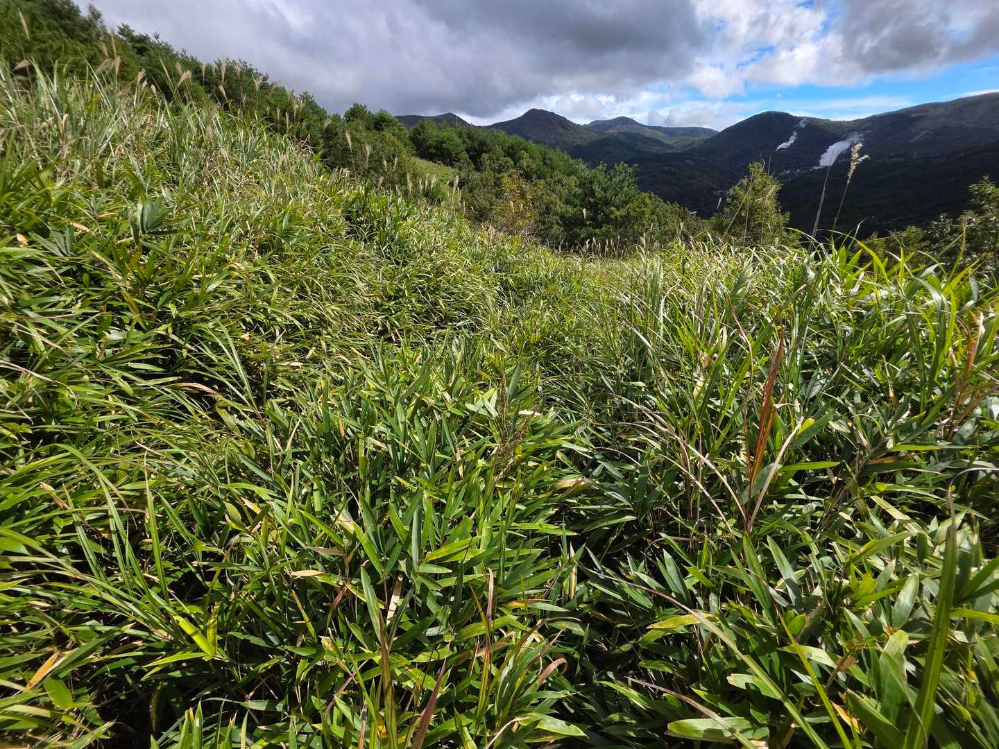石ノ墱下山してからの登山道も、なかなかの藪😅