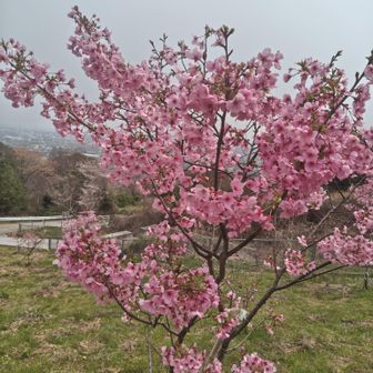 河津桜みたいな感じですが
陽光桜と書かれていました