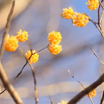 ミツマタ探しに宮城の山にも行かなきゃー