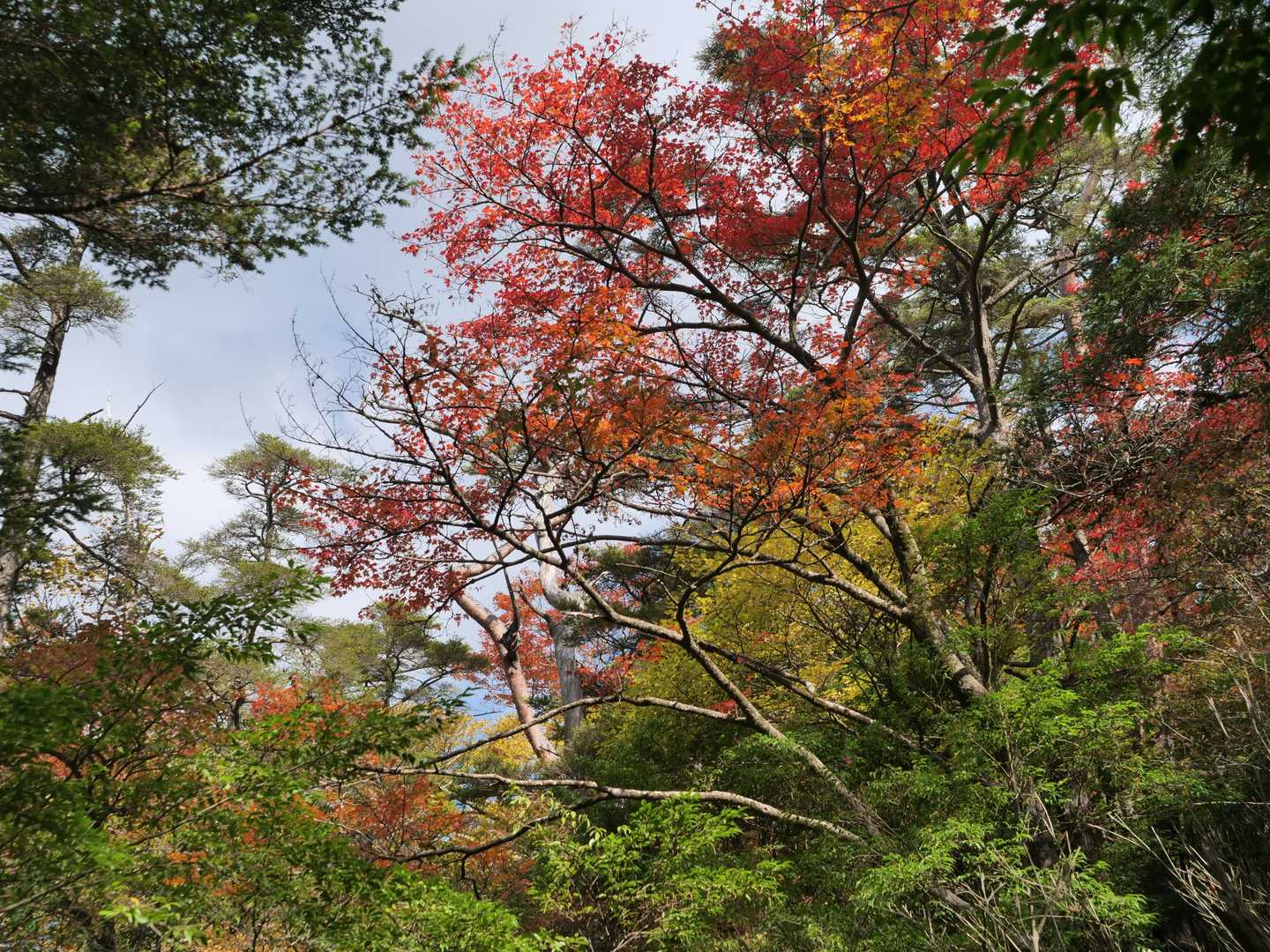大浪池登山口-大浪池 往復コースの写真