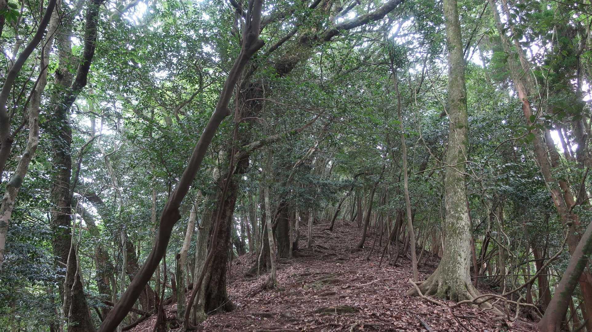ひたすら登り