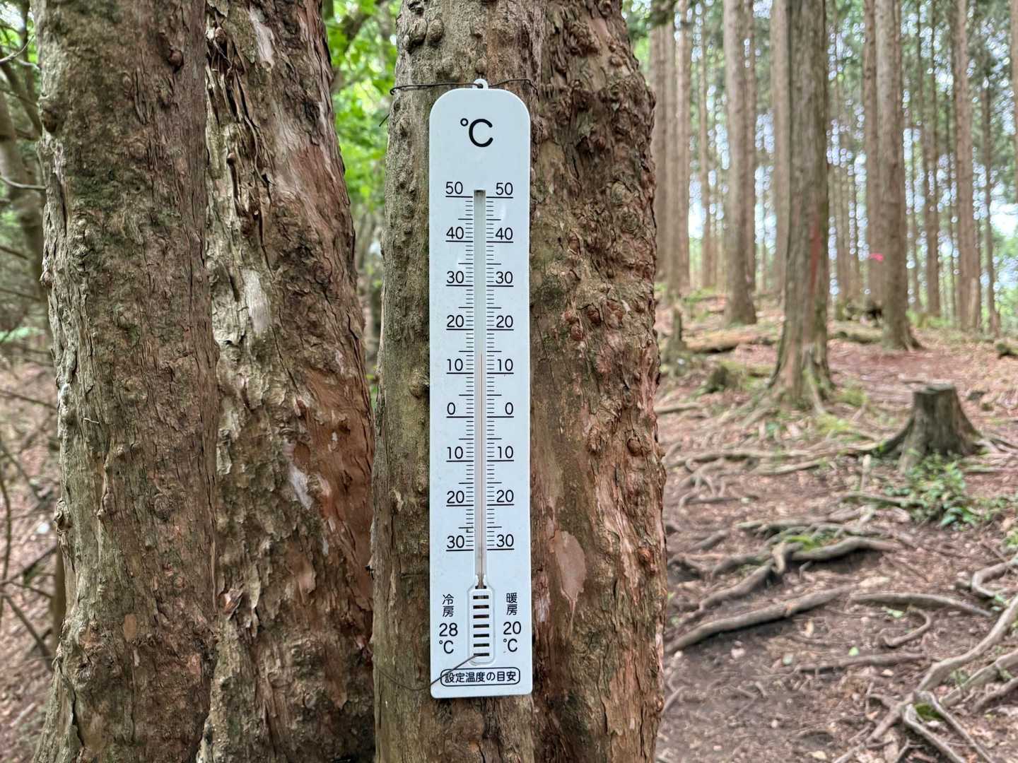 伊勢神峠-大多賀峠登山口-寧比曽岳-富士見峠 往復コースの写真
