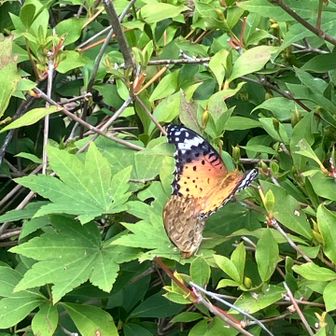 珍しいチョウ🦋
