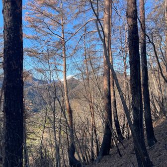 樹間から富士山が見えました。新緑を迎えてたら見えなさそうです。