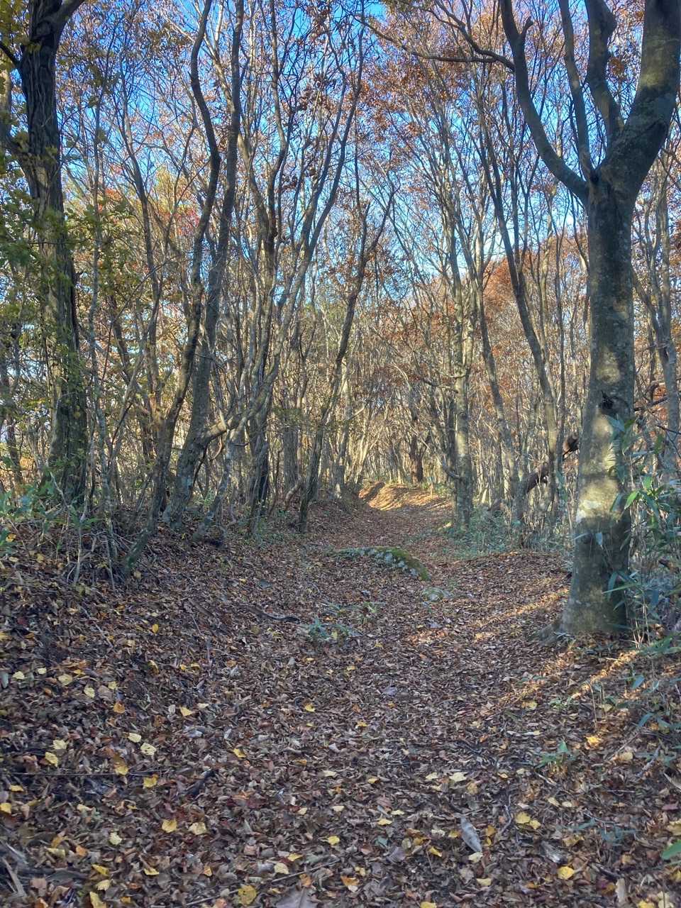 🍁🍂