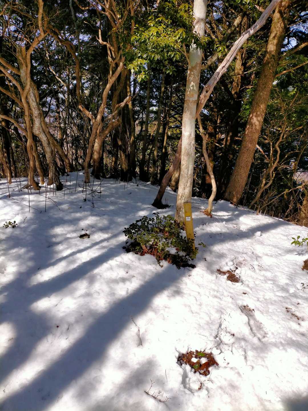 大岩岳山頂もなにもない。