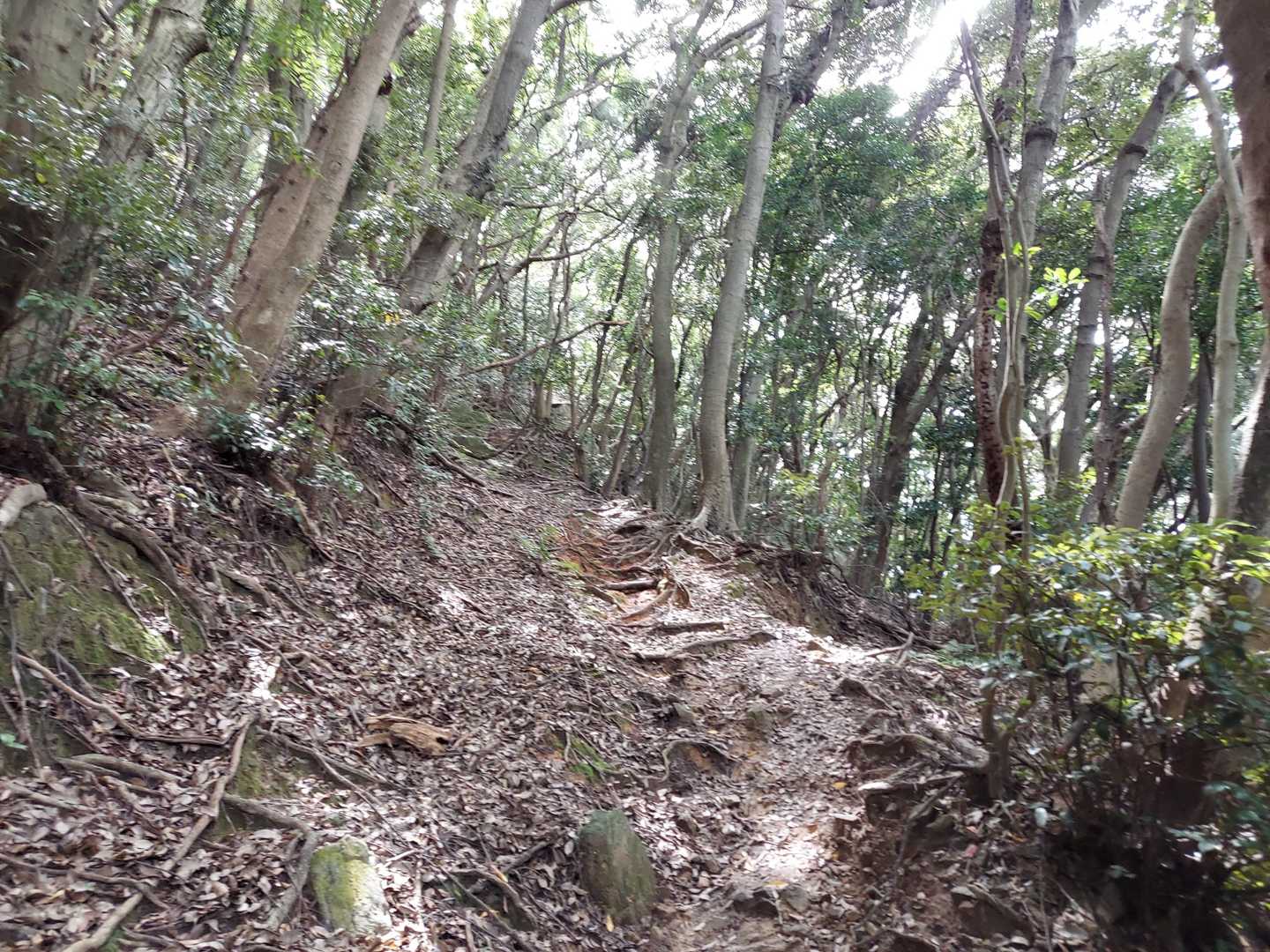 竜王山 往復コースの写真