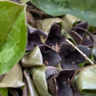 地味なカンアオイの花（アップ）