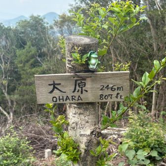 3座目大原246m  ここにもカエル🐸