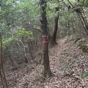 分岐まで戻って来て、真っ直ぐ進む。
登って来た時は、左側から来た。