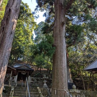十二相神社の御神木
樹齢800年は超えていると、地元のおじさんが教えてくれました。
登りは急で、まだ紅葉にも早いから何も無いけど今日は頂上は綺麗じゃったろう。
鉄塔の方は、荒れていただろう。どんなふうだった？と聞かれて、
シダが伸びていて、迷いながら降りて来たと話すと、
来週草刈りに行くとか😅
この方達が山を守ってくれている事を知り、感謝😌
変化に富んだ1日でした。