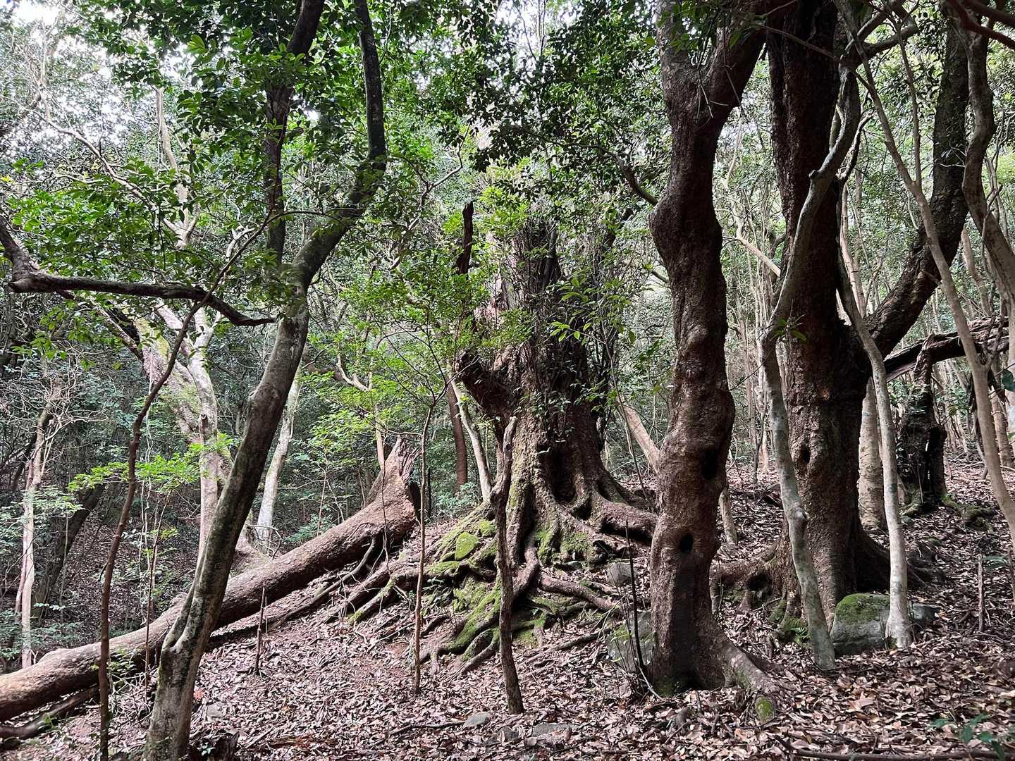パワースポットみたいな木🌲