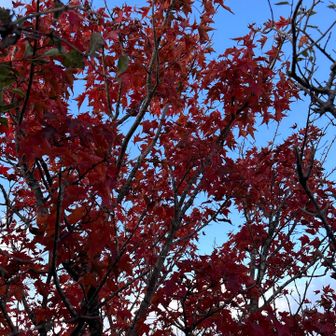 山頂付近の楓🍁は　赤く