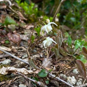 イカリソウも今年初