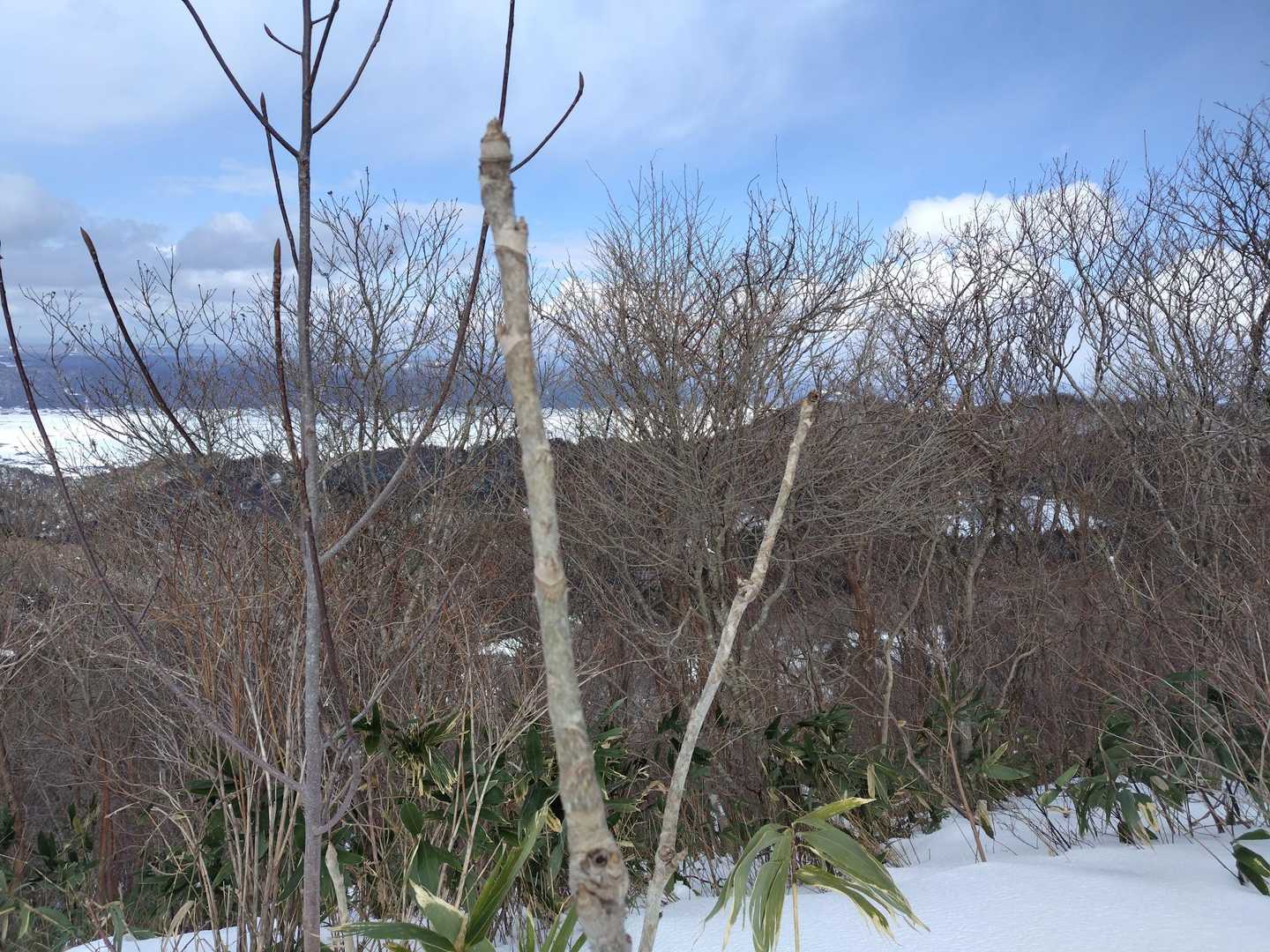 タラの芽、芽吹く頃にはもういないな😌