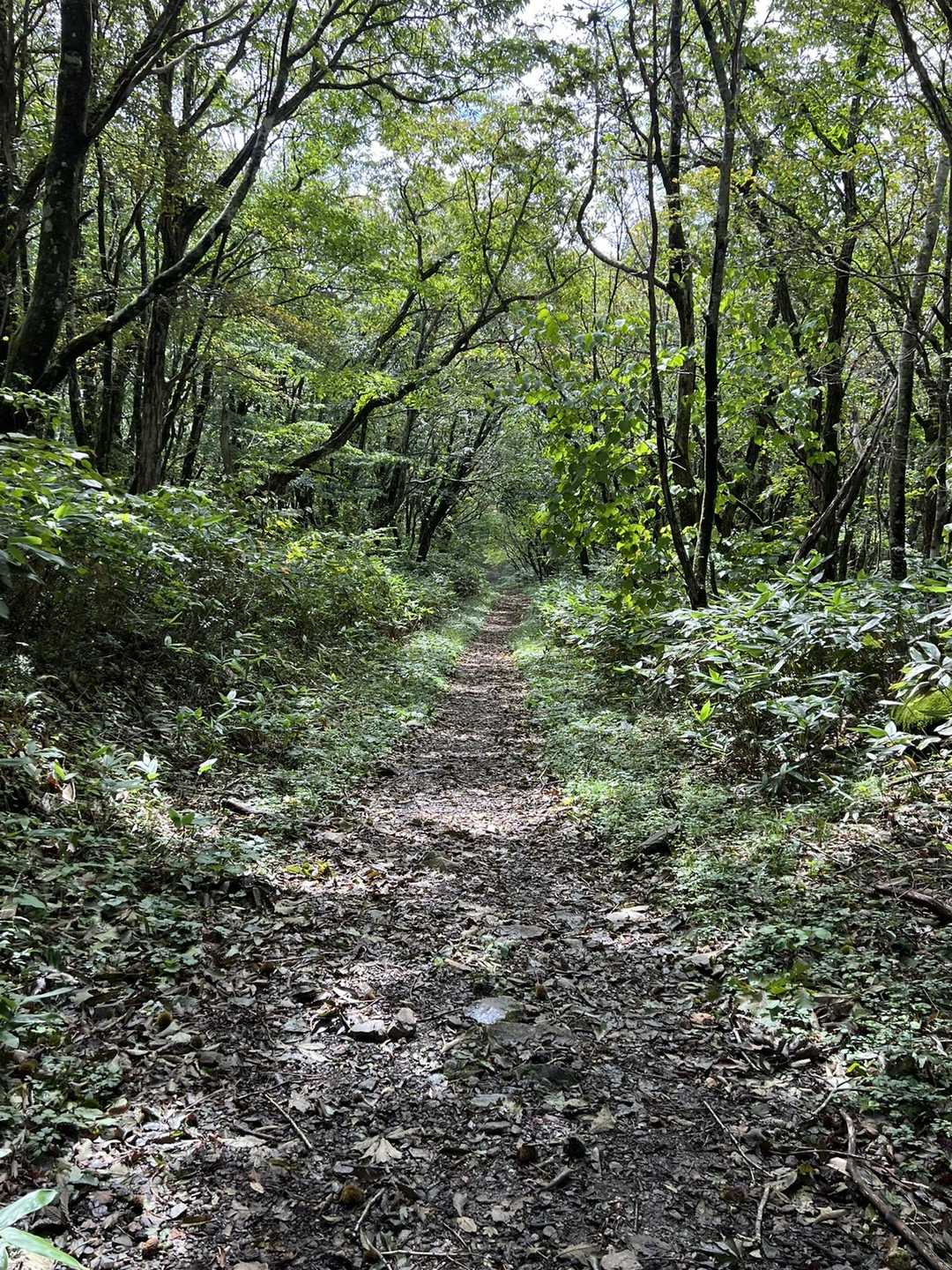 月見が丘登山口-岩樋山 往復コースの写真