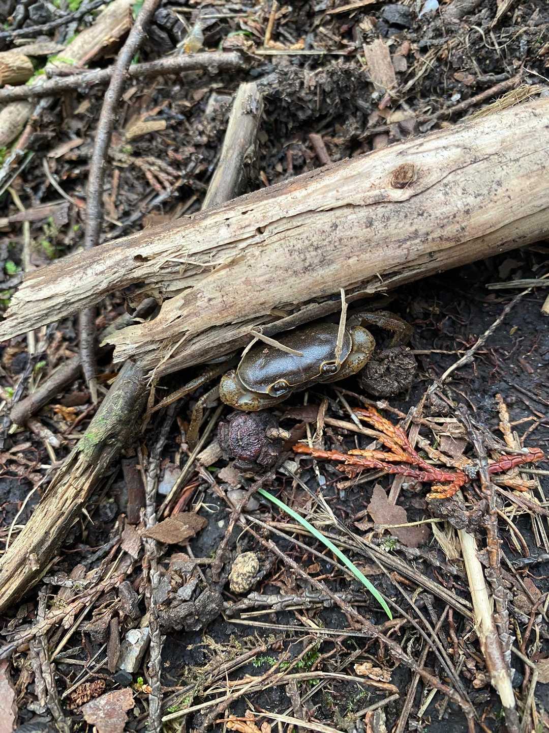 あらまあ！こんな所に蟹🦀ちゃん😊