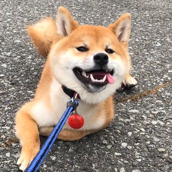 Gamiと柴わんこ🐶