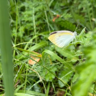 雨に耐えるモンシロチョウ