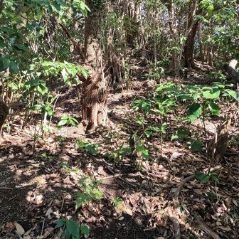 あのてっぺんが大沢山の頂上かな？
