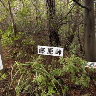 藤原峠が、今回のルート初めての眺望がある場所でした。