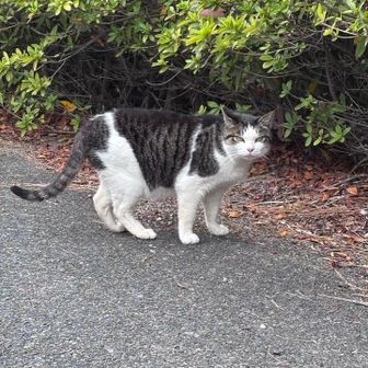 ノラ猫がジー〜っと見てる