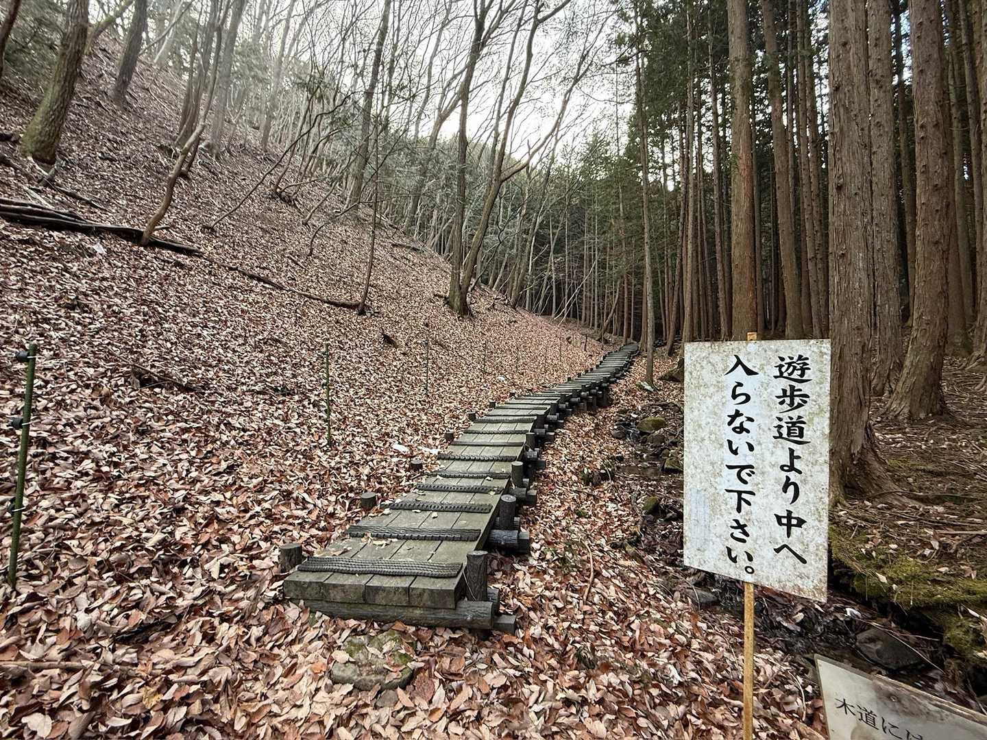 木道を歩いて、座禅草どこどこ？