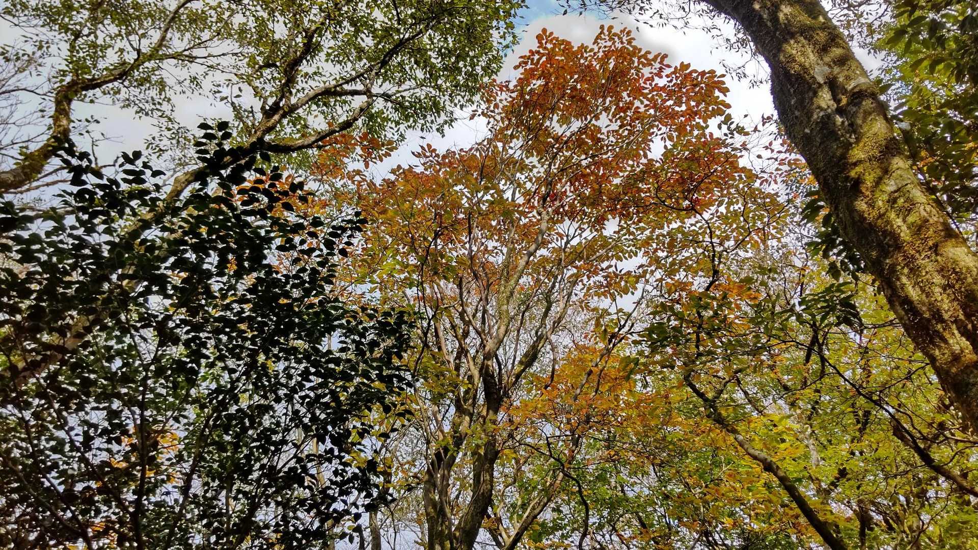 紅葉🍁
思ったより進んでいて綺麗✨