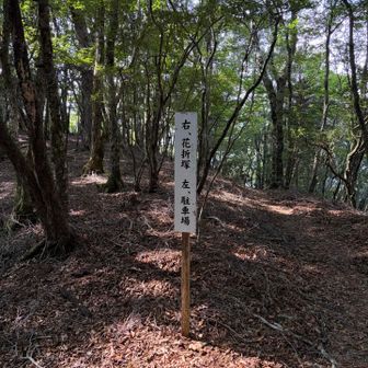 少しだけ奥駈道の雰囲気を味わって…　左に。