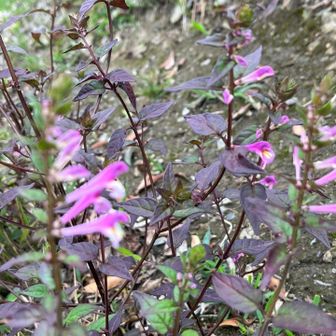 この季節お花は少なめでしたがこのピンクが登山道を教えてくれるかのように咲いていました