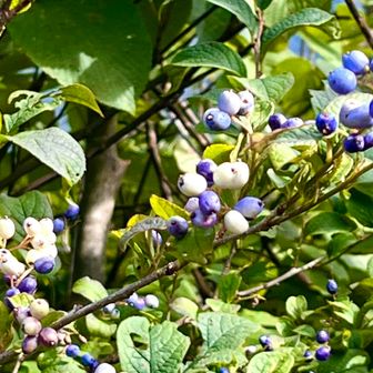 皮が剥けて、白くなる？？
樹林で眺望がない中、白と紫色が綺麗でした😊