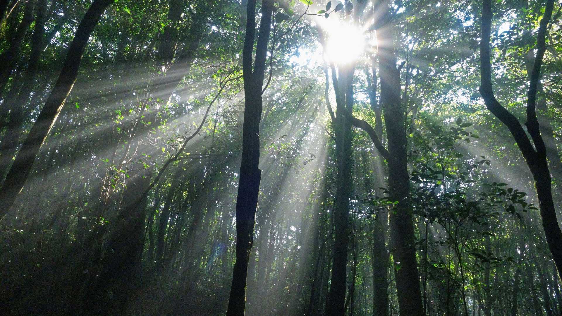 赤荒峠-国見山 往復コースの写真