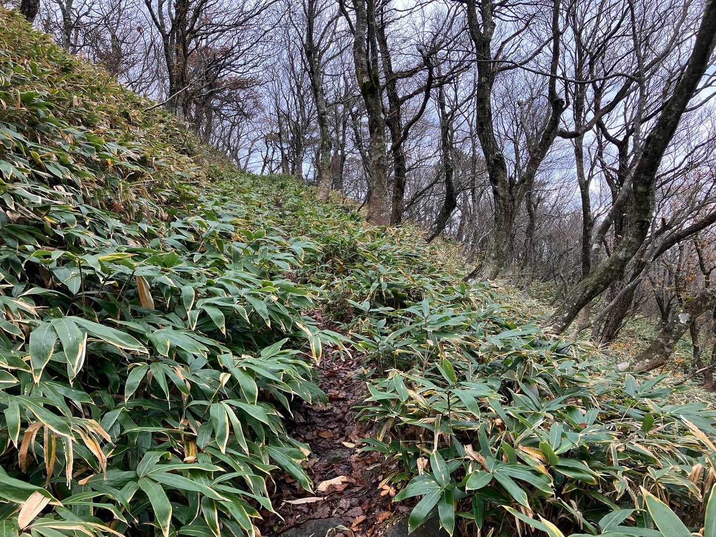 笹道歩いて🚶‍♂️‍➡️