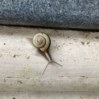 🐌