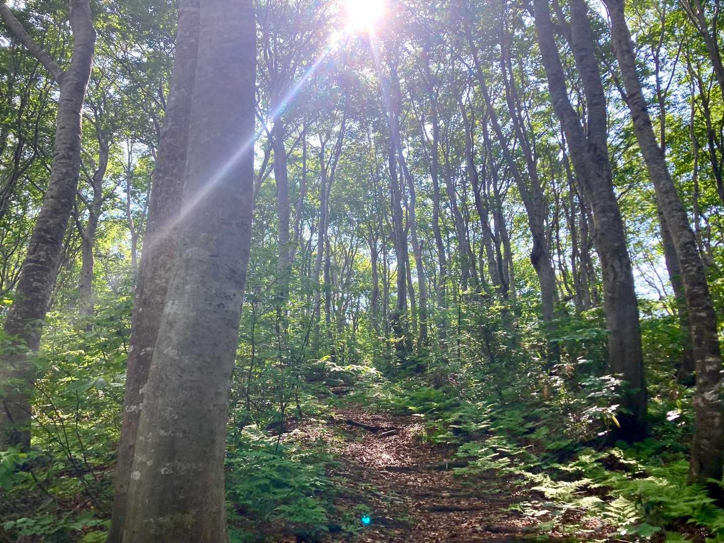 朝から日差しは強いけど、ブナの木陰は涼しくて気持ちいい🌲