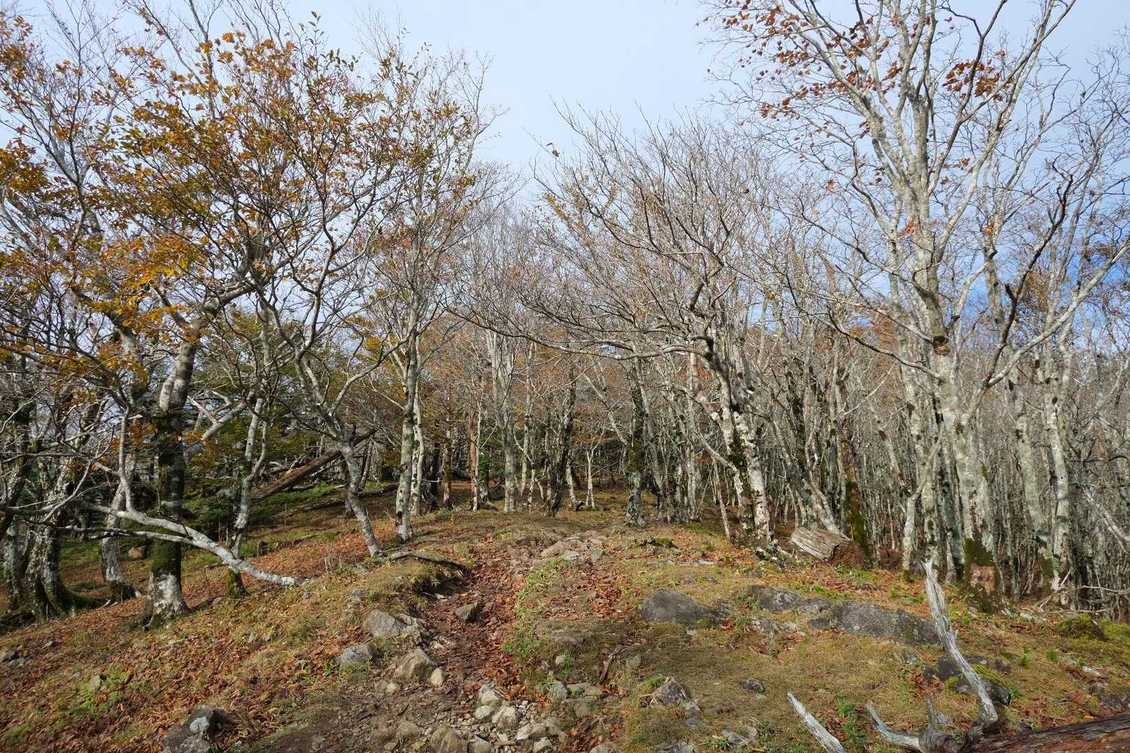 奈良のお山ステキだなと思った
