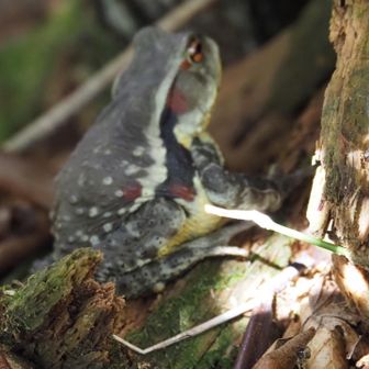 でっかいカエルがいたよ🐸