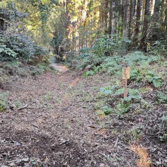 下りてきました。
先の方に林道が見えています。
ここを右に上がればまた尾根道へ上がれます。