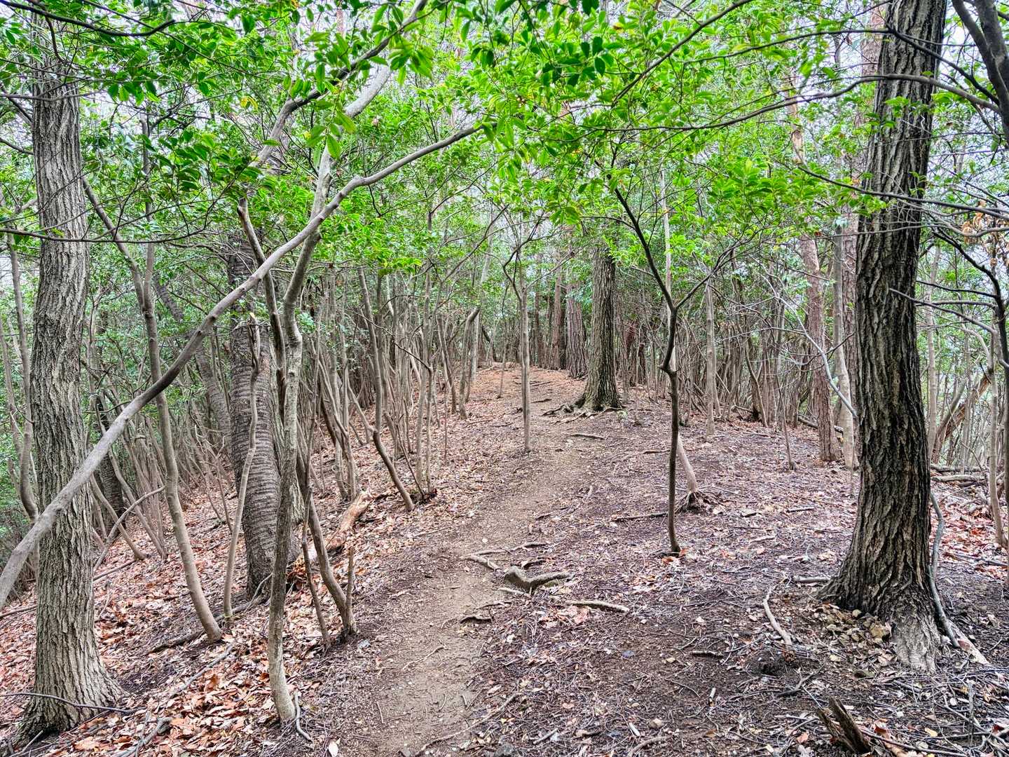 出尾根コース登山口-三床山-天ヶ岳-林山-金原山 周回コースの写真