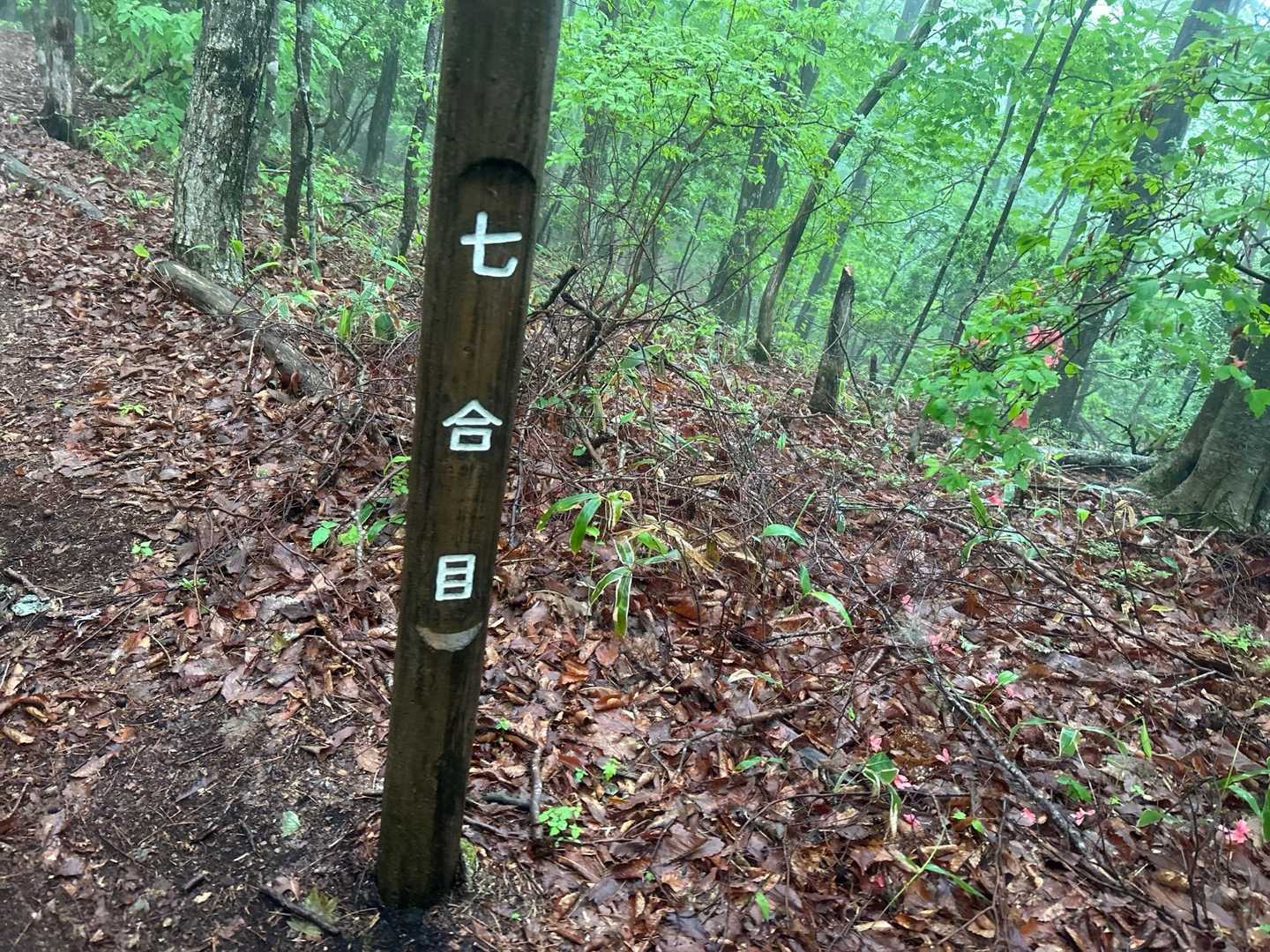 西ノ内登山口-五十人山 往復コースの写真