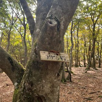 アゲンギョ？
ああ、🈁のブナ林の事だったよね😉