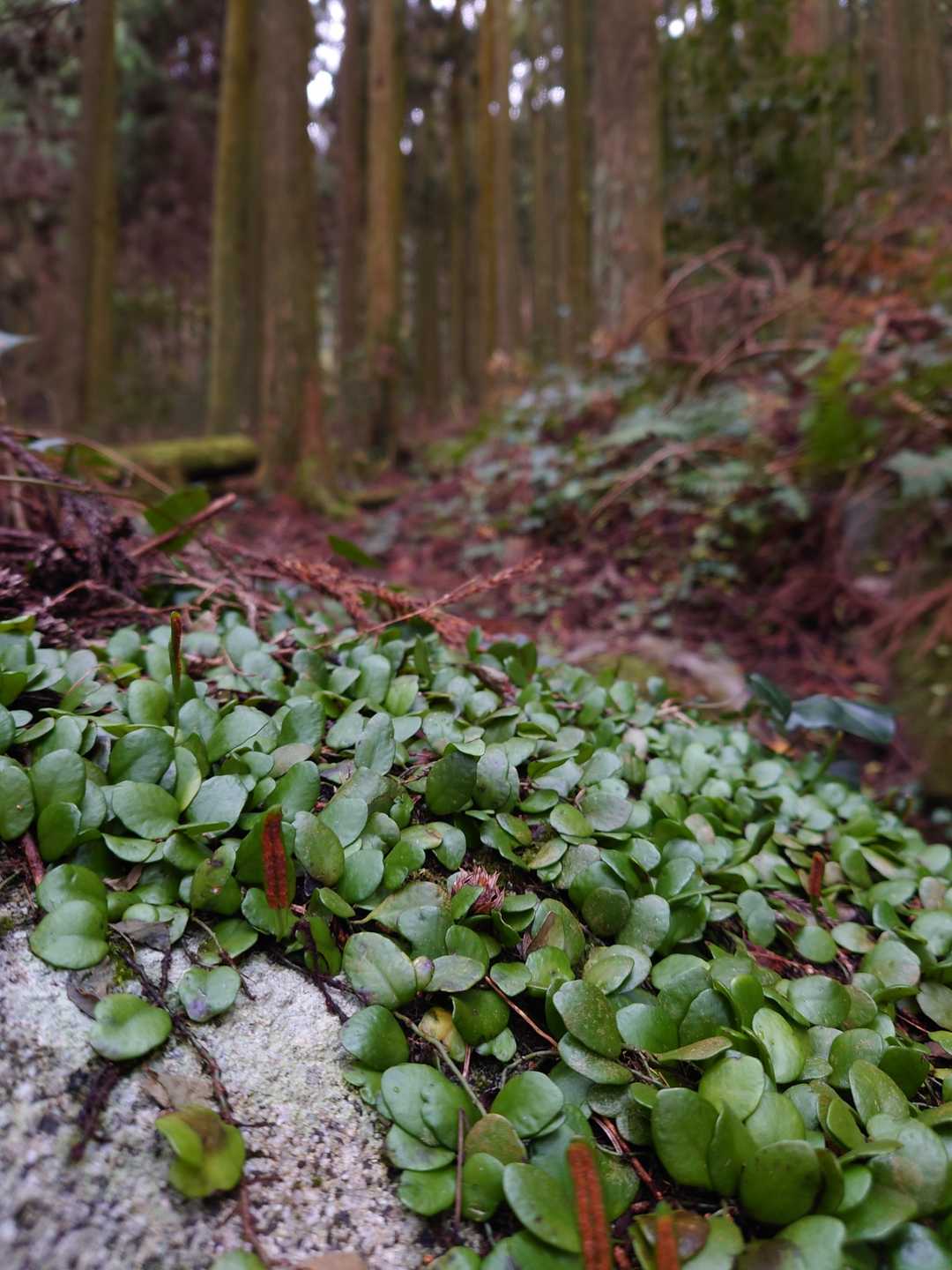 女岳北登山口-女岳 往復コースの写真