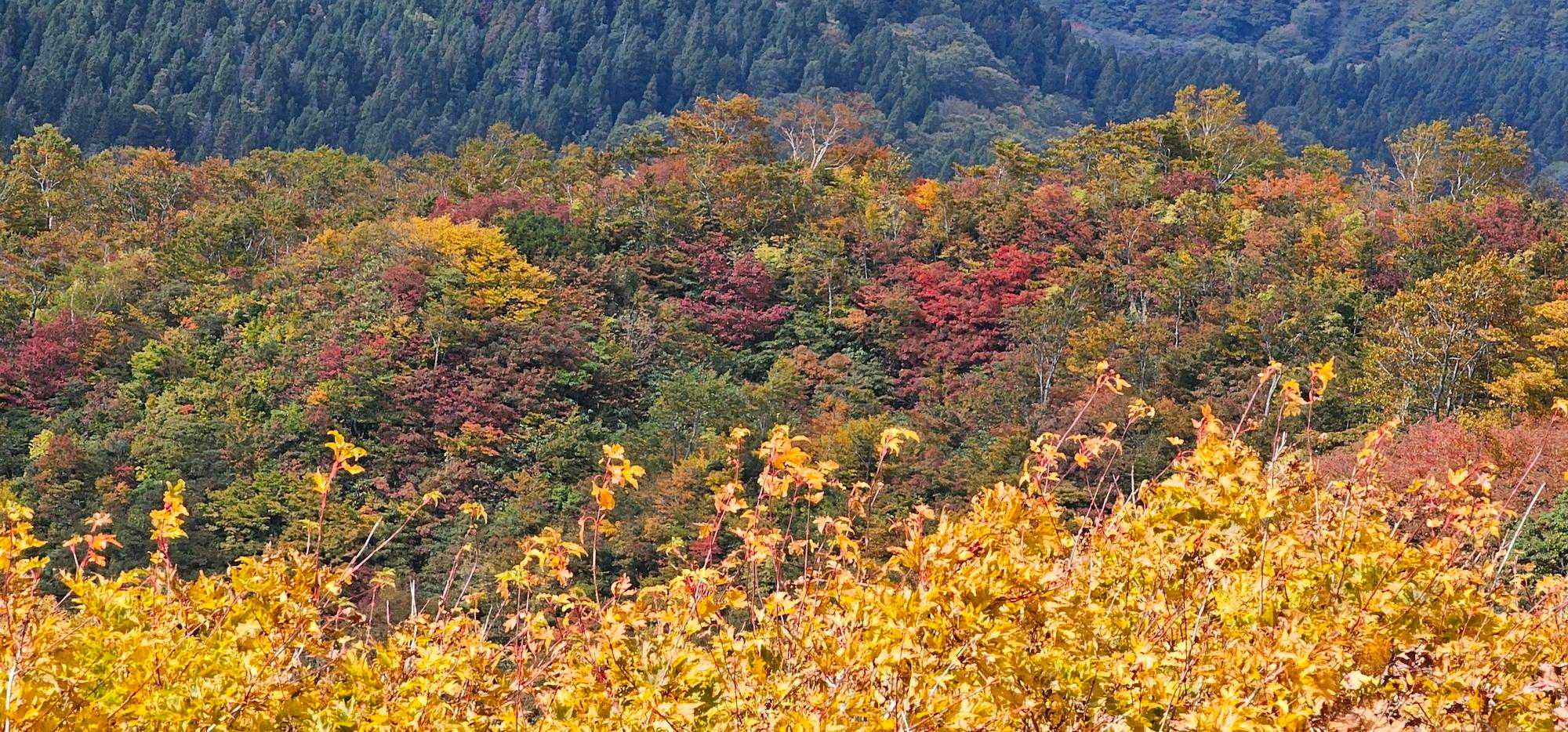 経ヶ岳側も色づいてます🍁