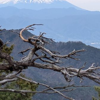 枯れたマツの枝先と富士山が創り出す悠久の時空